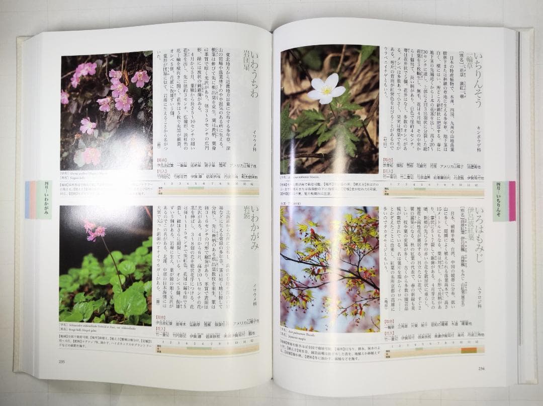 新版 茶花大事典　上・下巻２冊セット　塚本洋太郎／監修　淡交社