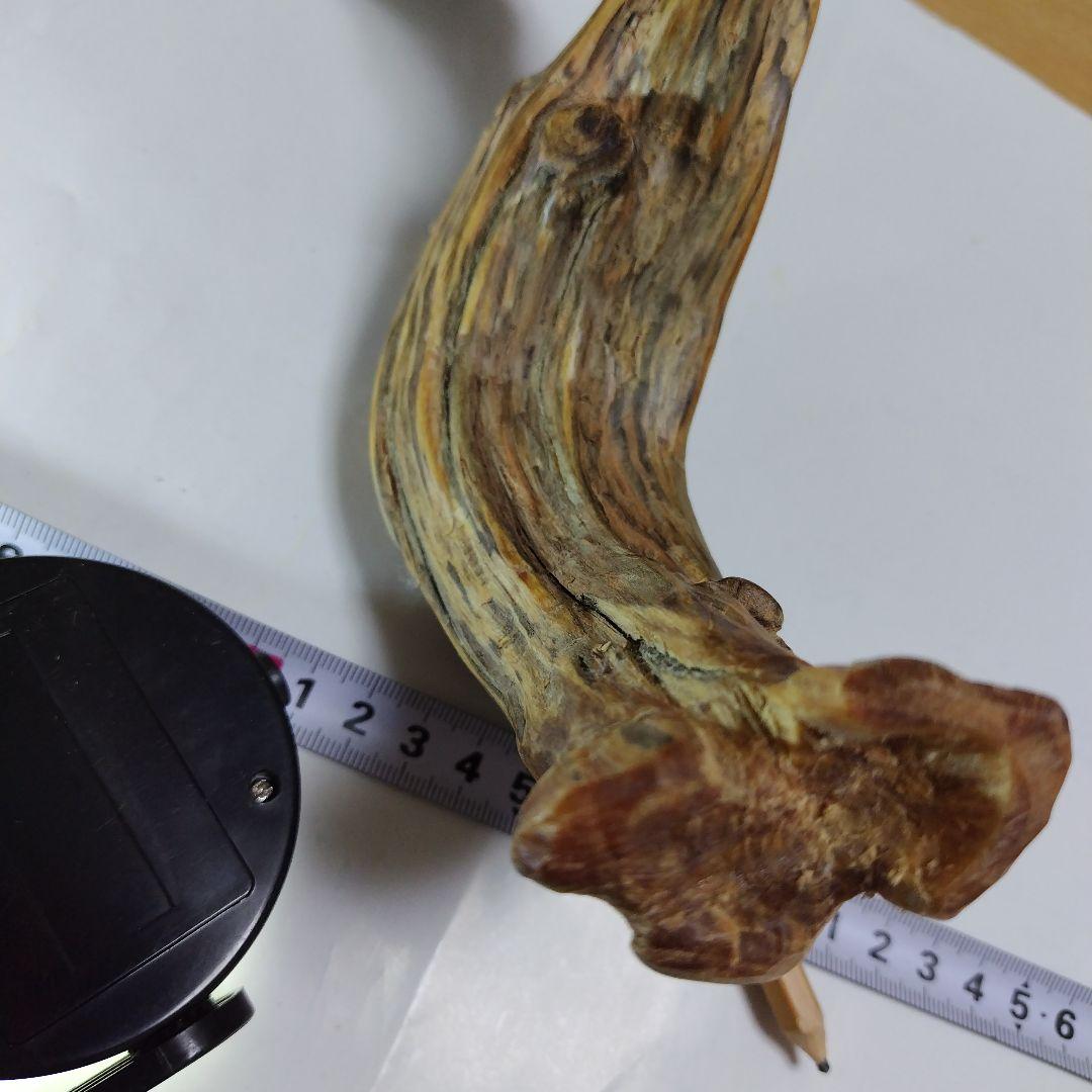 巳年縁起物肥松置物 約40cm