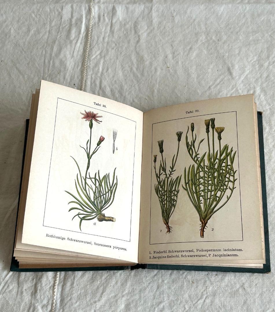 １９０６年　石版印刷　ボタニカル　植物解剖図　植物図鑑　アンティーク
