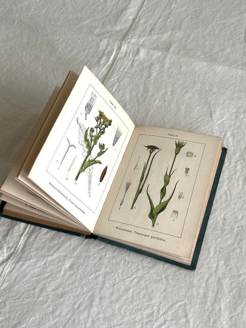 １９０６年　石版印刷　ボタニカル　植物解剖図　植物図鑑　アンティーク