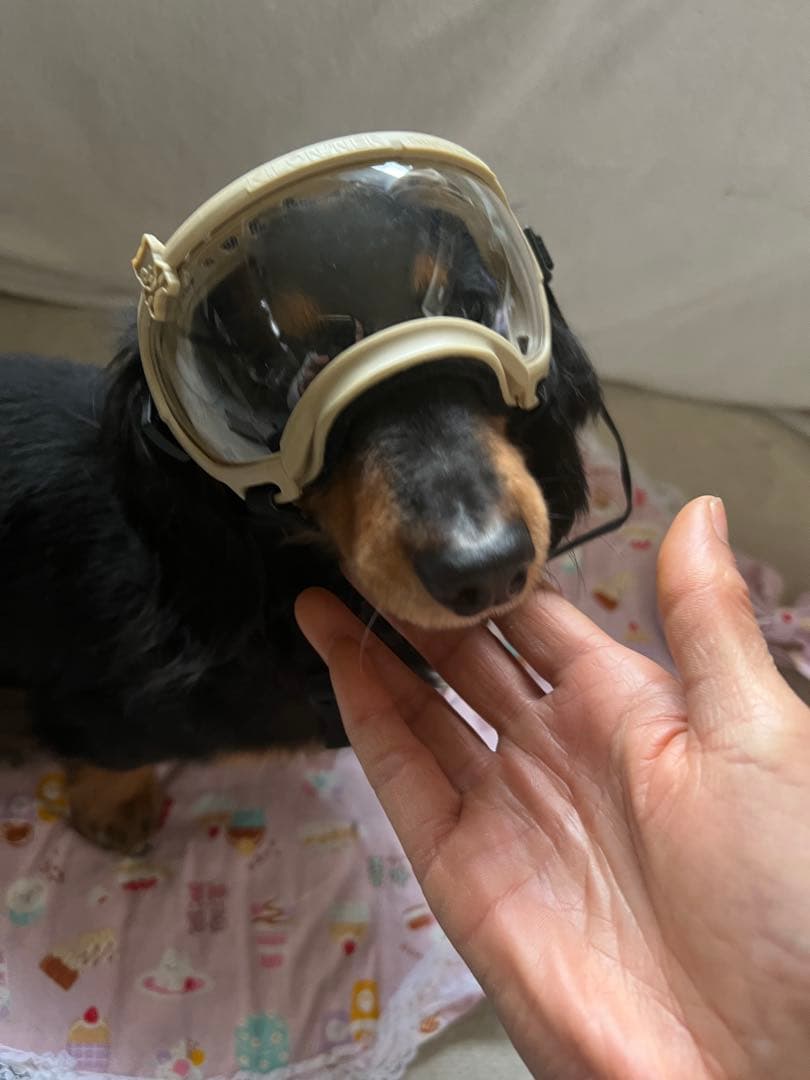 値下げ本格派犬用ゴーグル付け外し可能なサングラス付き UVカットで目を守る犬猫