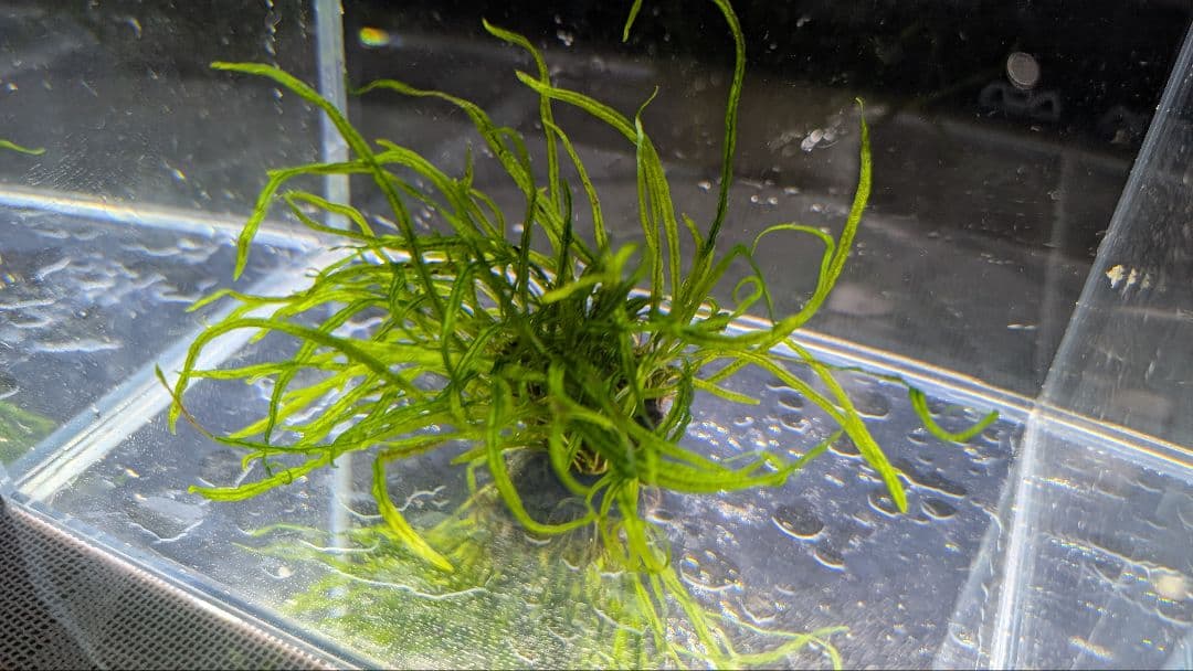 レア水草　ミクロソリウムsp本ナロー細葉 ADA タイ産　完全無農薬　溶岩石活着