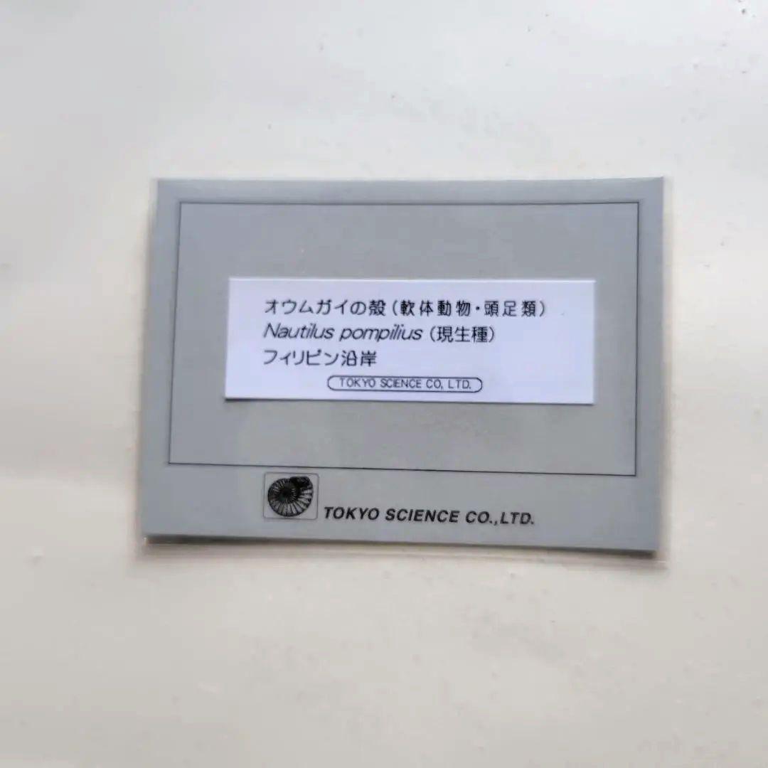 美品　フィリピン産　　　　　　　　　　　 オウムガイの殻