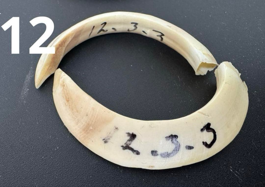 Rei様 イノシシの牙　大2本セット　✖️11 無加工　ハンドメイド