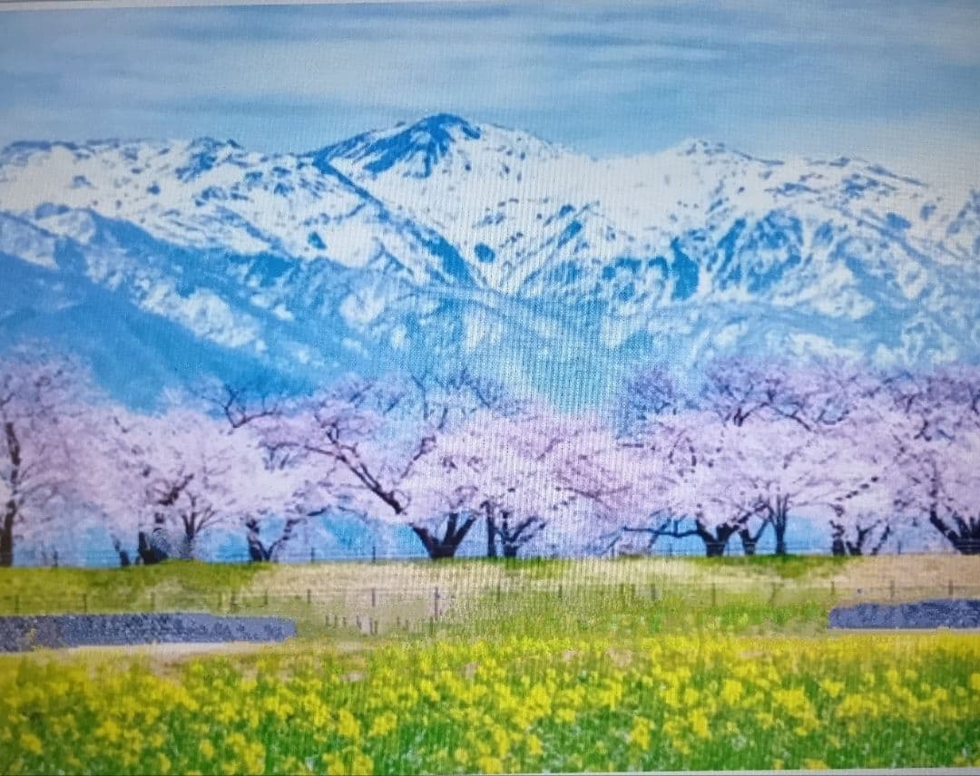 あさひ舟川の桜堤と菜の花