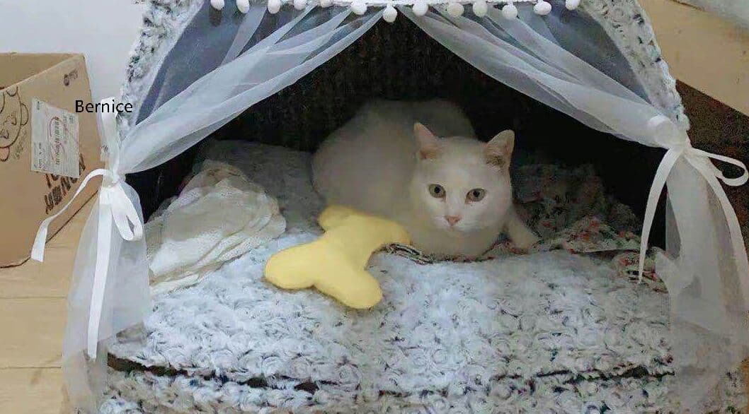 猫小屋冬の保温猫テント猫小屋猫の家閉鎖式ペットベッド四季共通の犬小屋別荘用品0