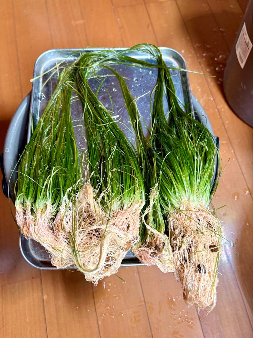 ADAソーシャルフェザーダスター大量　トリミング品