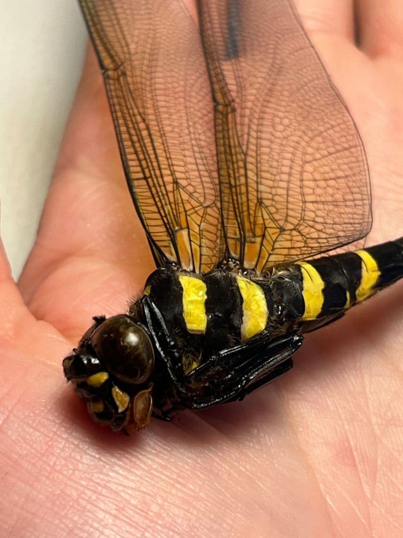 【巨大♀】オニヤンマ 標本Anotogaster sieboldii ストラップ