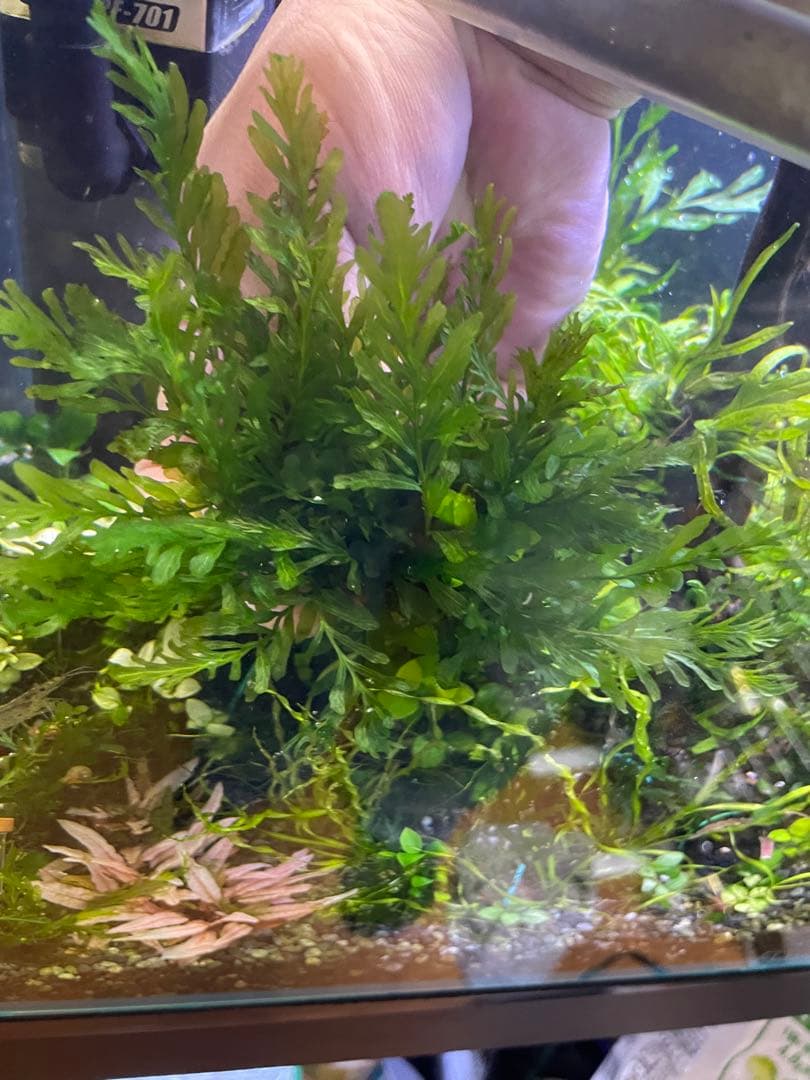 ボルビティス ギニア 流木付き