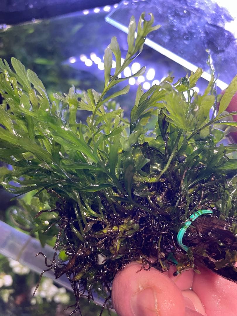 ボルビティス ギニア 流木付き