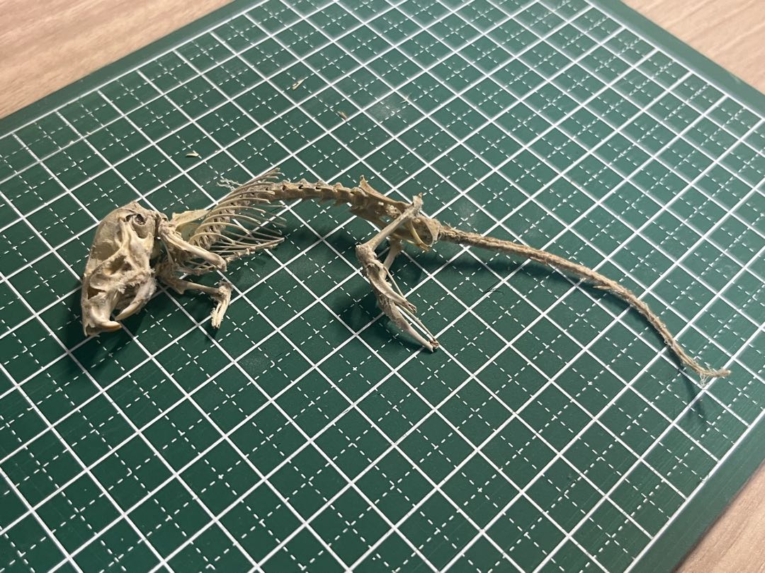 ヒメネズミの全身骨格