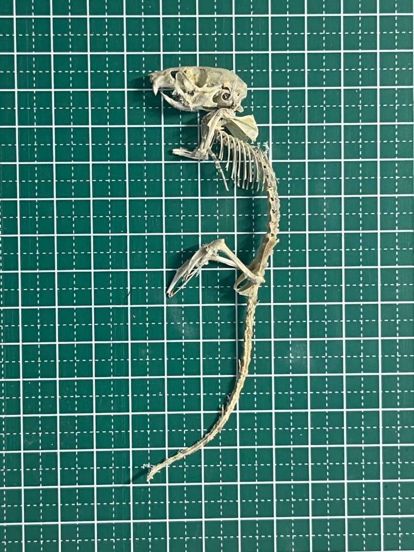 ヒメネズミの全身骨格