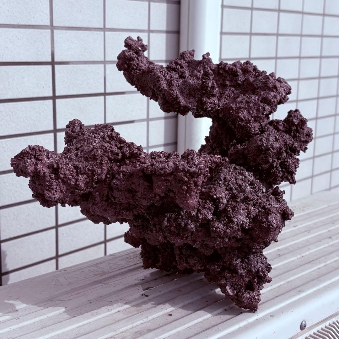 人工ライブロック　おまけ付き