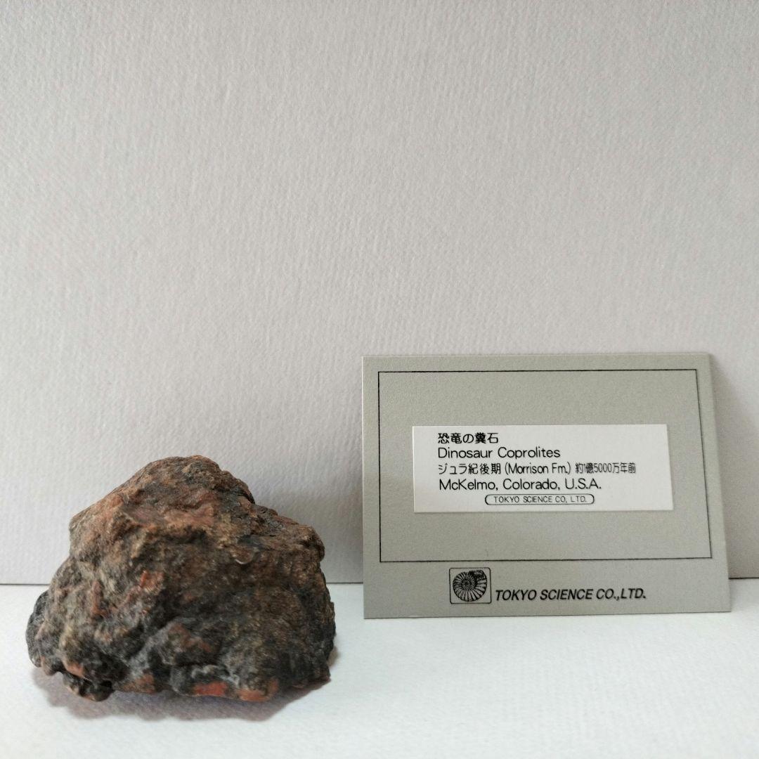 恐竜の糞石