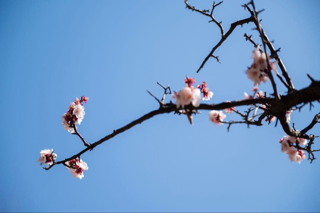 Nikon Z6IIボディ