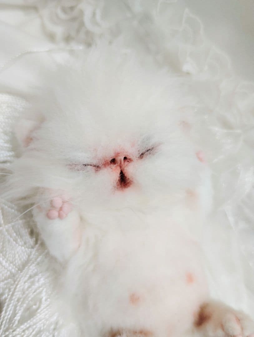 ぶーにゃんちゃん御予約❤子猫ちゃん❤