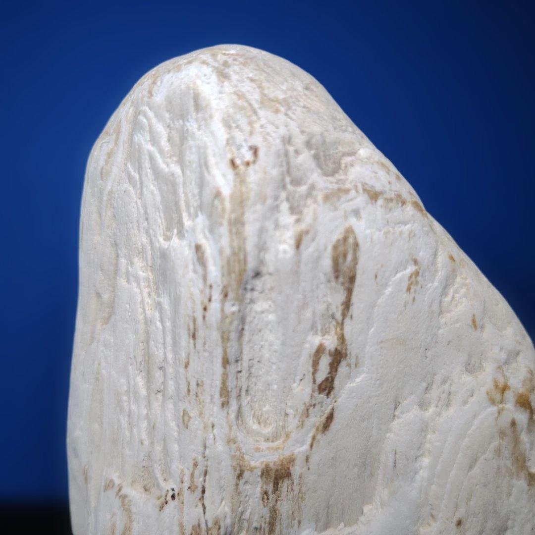 鳥海山由来の珪化木、「白き峰」管理No.80324