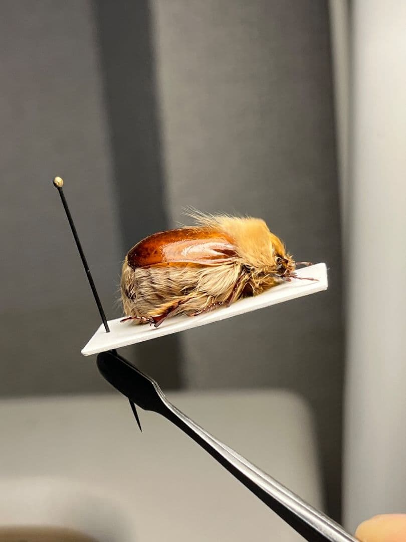 【剛毛巨大】ライオンコガネコガネムシハナムグリコブハムシプラチナコガネ標本