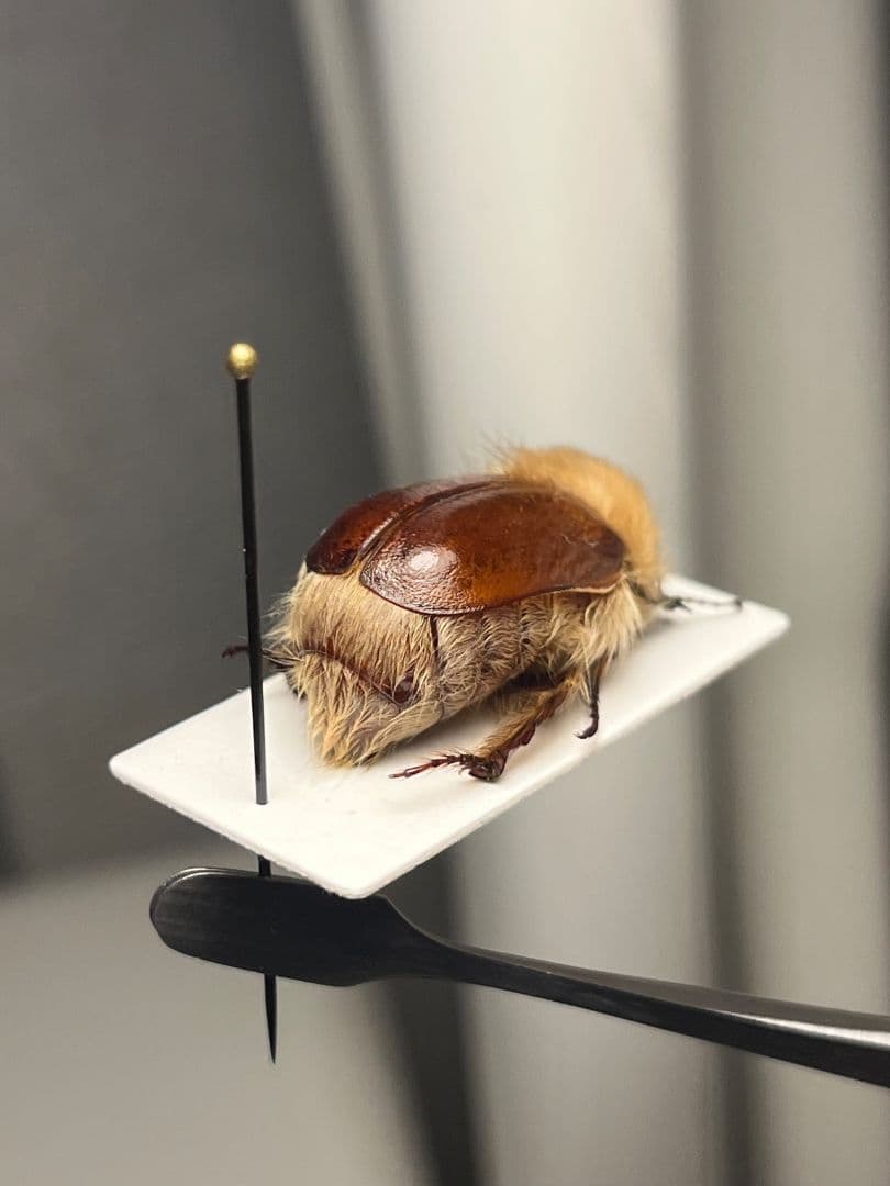 【剛毛巨大】ライオンコガネコガネムシハナムグリコブハムシプラチナコガネ標本