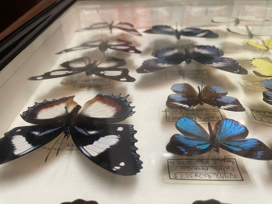 【蝶標本】ドルリーオオアゲハ他