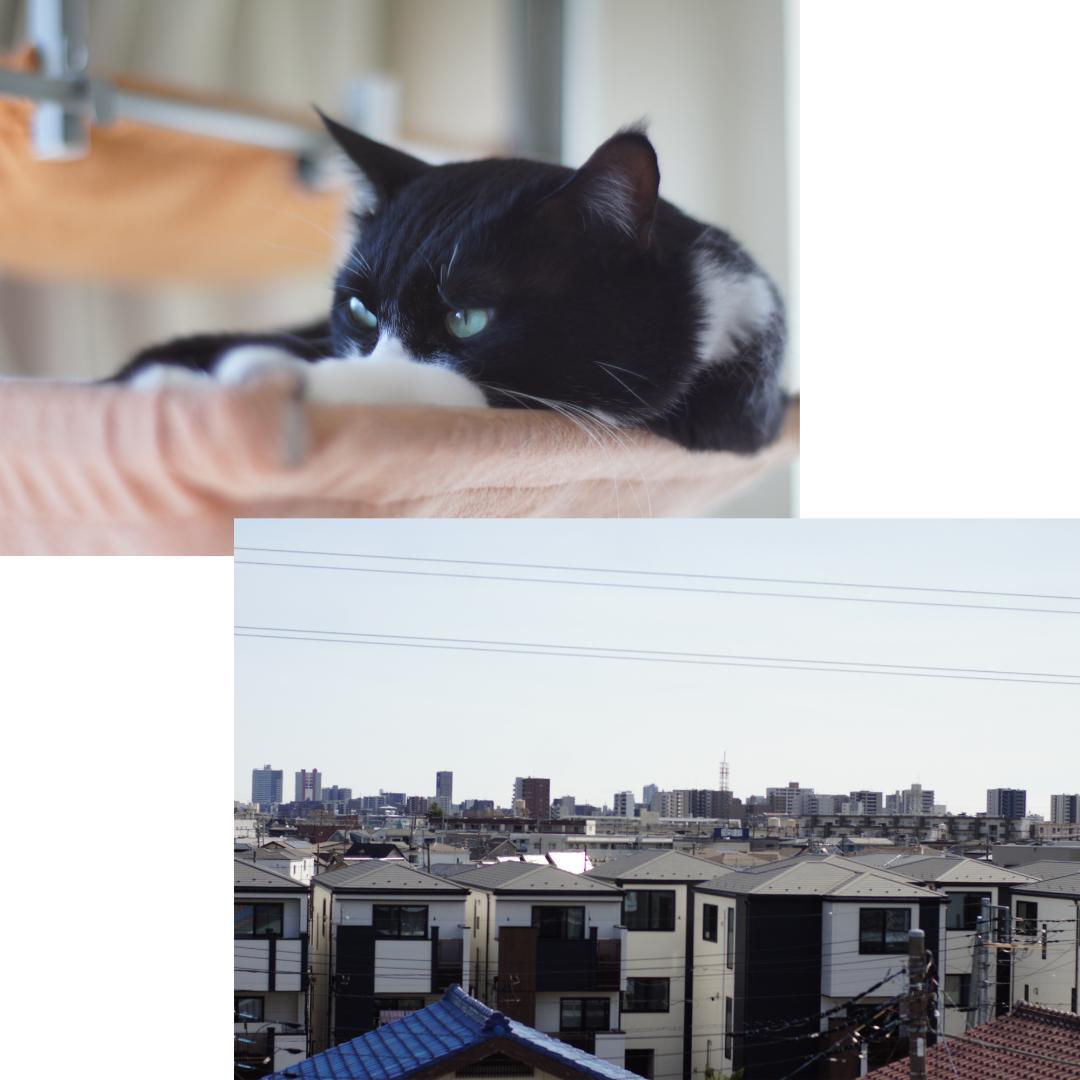 整備済 Olympus OM-1 MD Black 50mm F1.4 動作OK