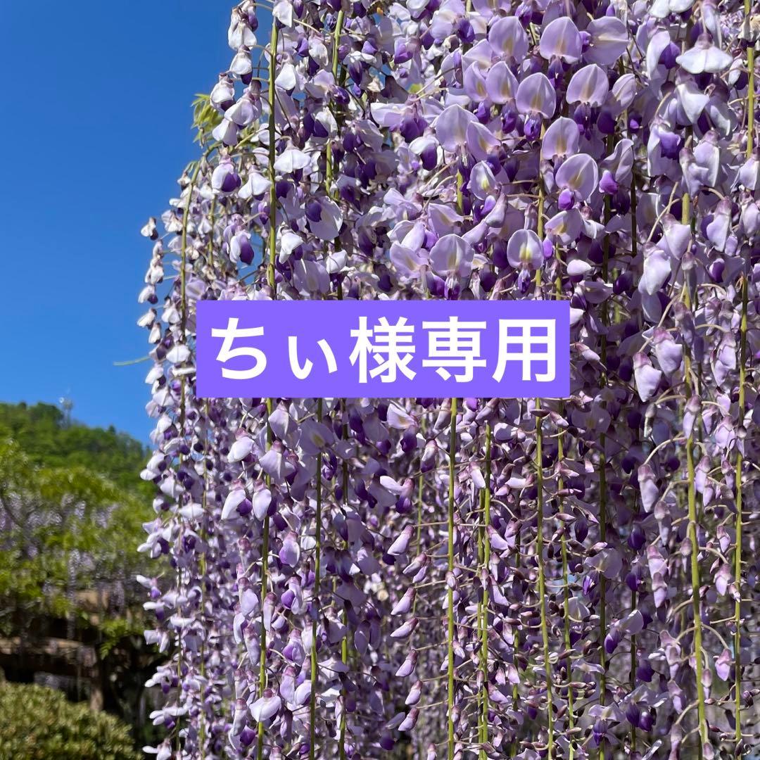 ハンドメイド　藤の花　紫　　藤の花　白