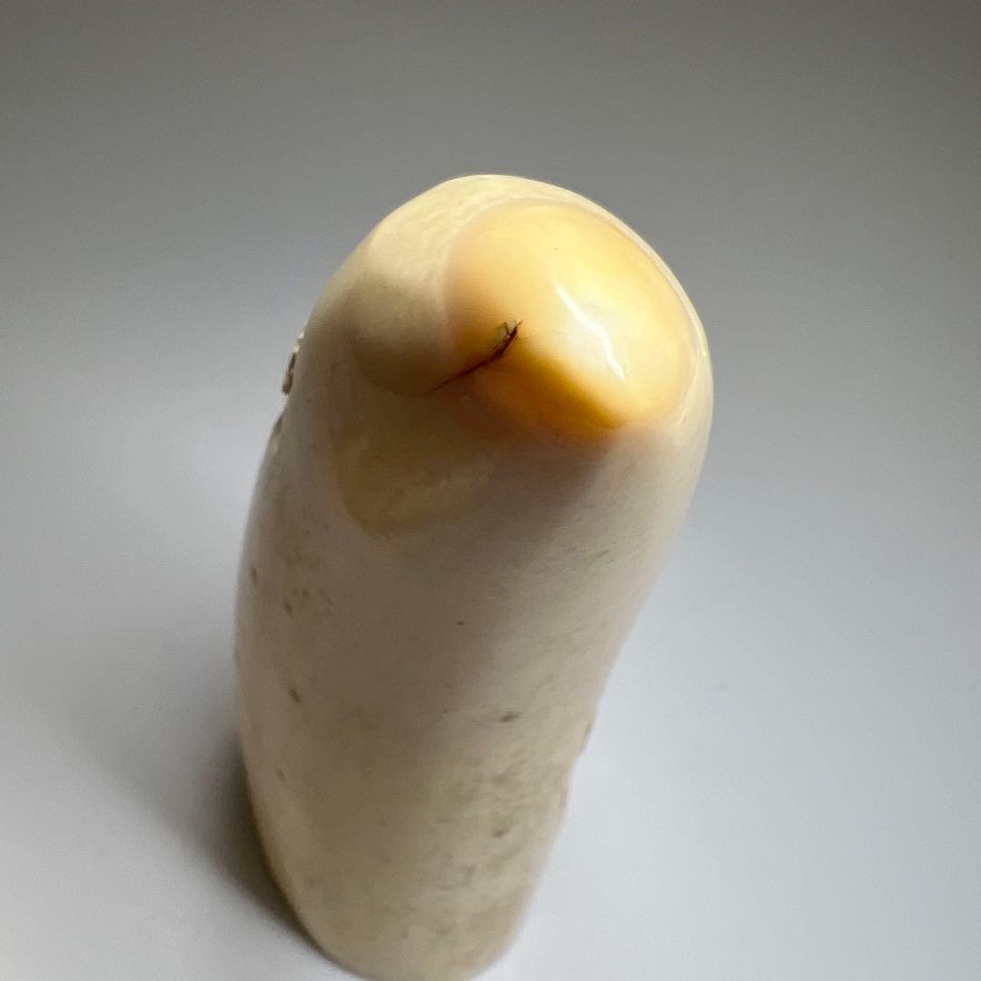 本抹香鯨歯2本　542g 約12/13.5㎝　東Y8-0105☆2F