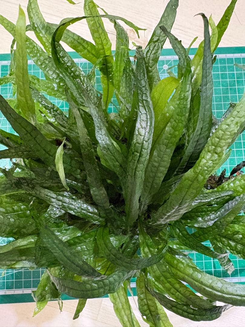 ミクロソリウム水草苑スモールリーフ 特大サイズ