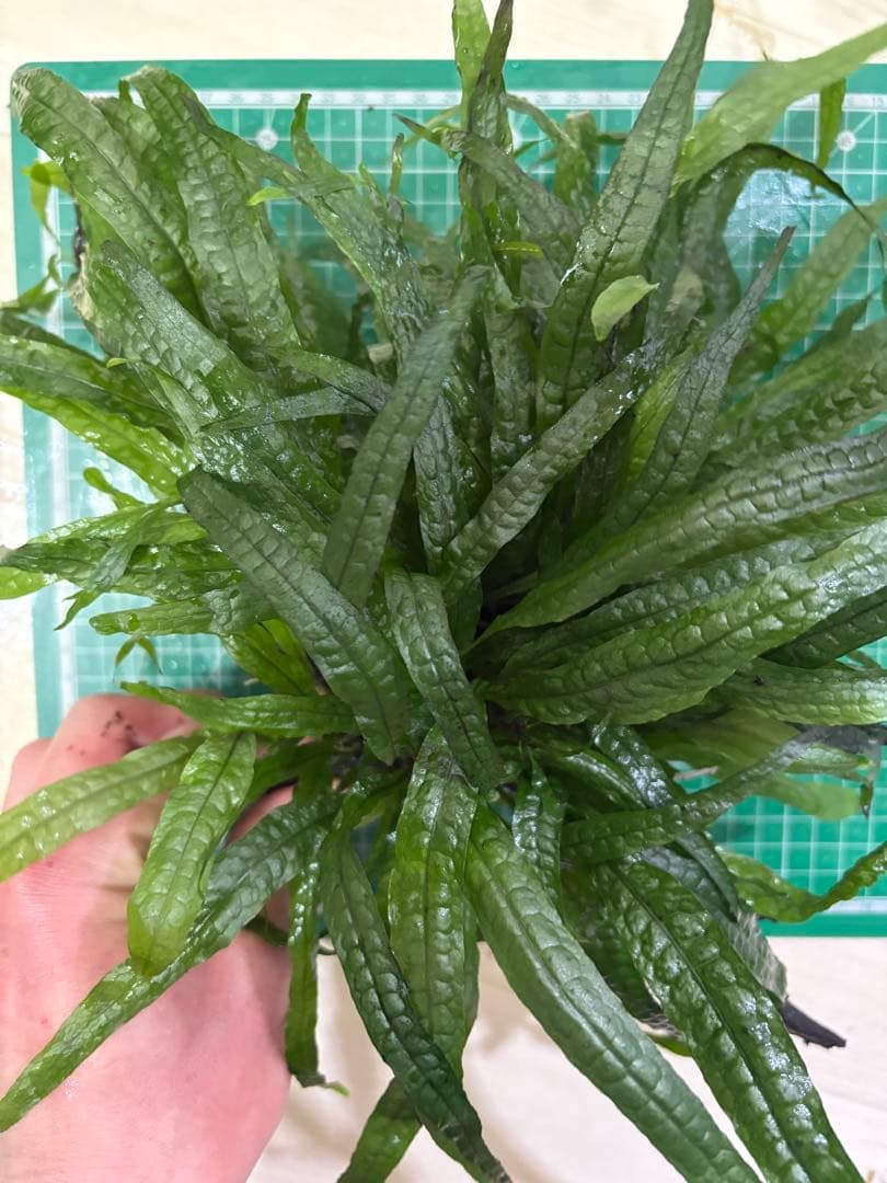 ミクロソリウム水草苑スモールリーフ 特大サイズ