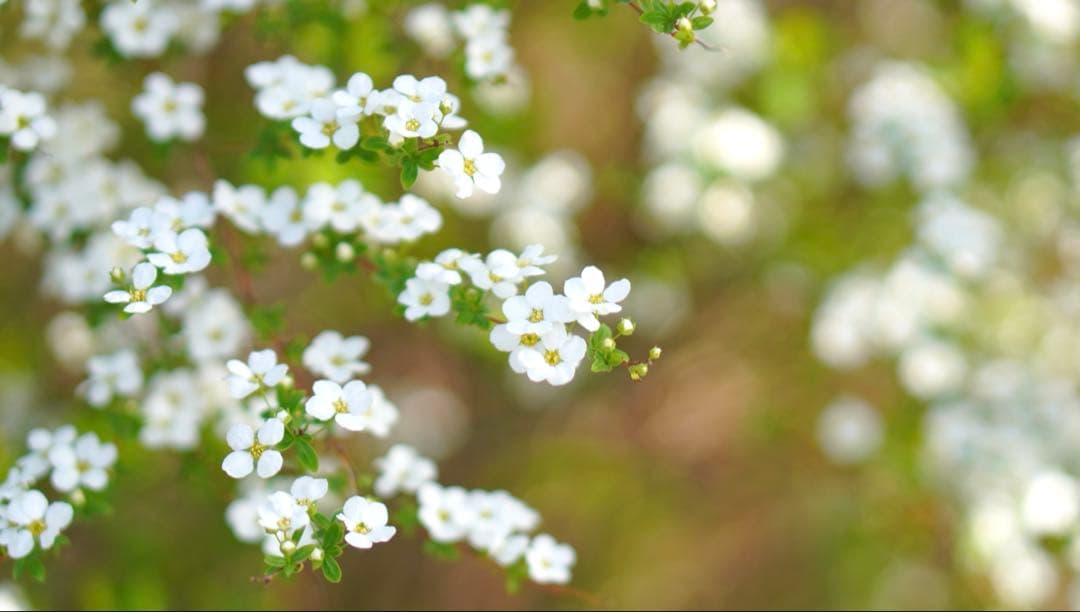 SONY E 50mm F1.8 OSS SEL50F18 [ブラック]