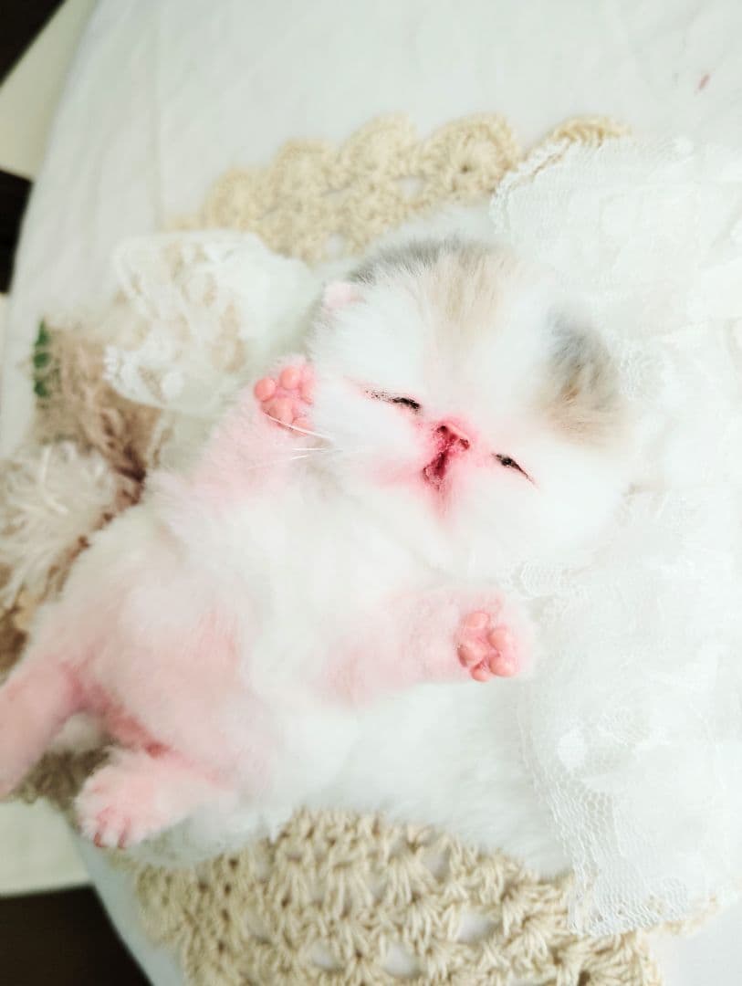 生まれたて子猫ちゃん♡生後２日♡エキゾベビー♡お布団*うさちゃん♡アートドール♡