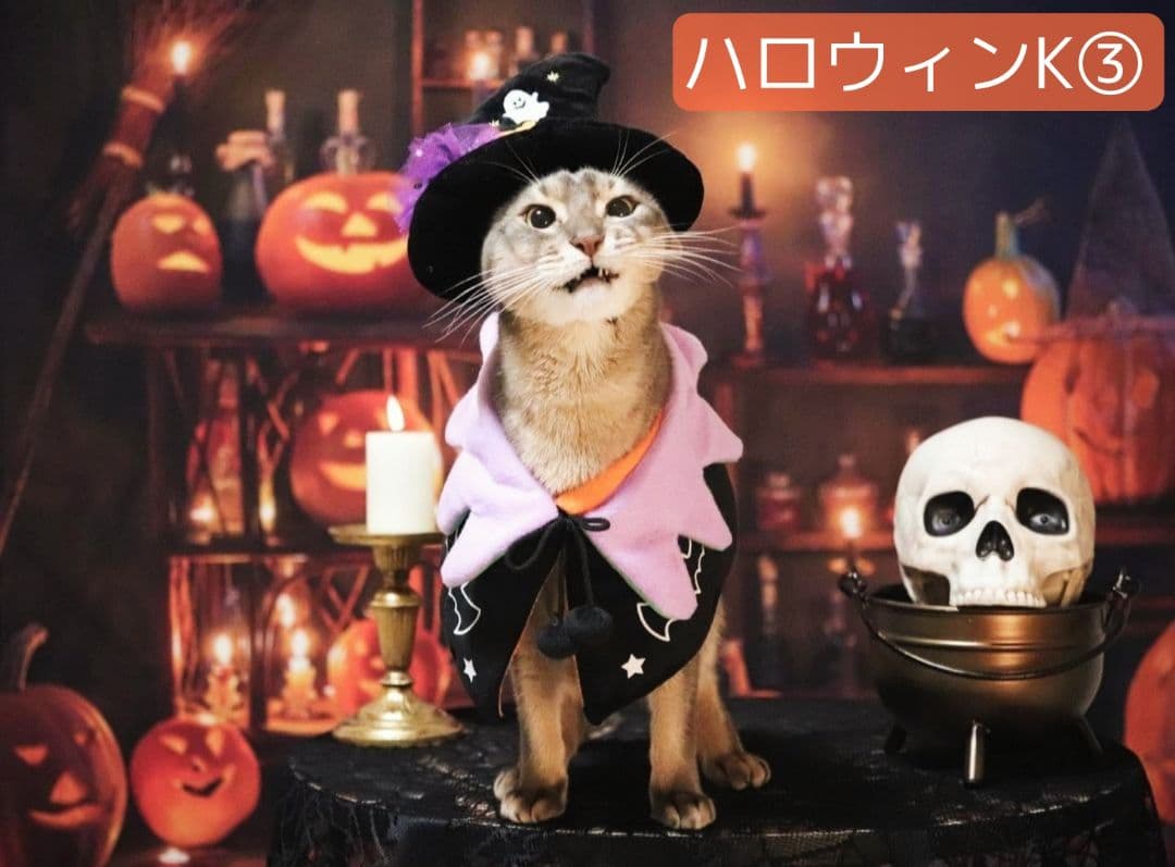 背景布【秋XA】サンプル80×120cm　ペット撮影用ブース　運動会　お月見