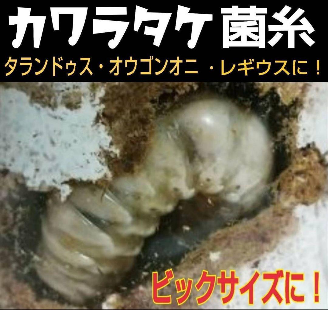 極上！カワラタケ菌糸瓶　特大1500ml【5本】特殊アミノ酸強化配合！デカクなる