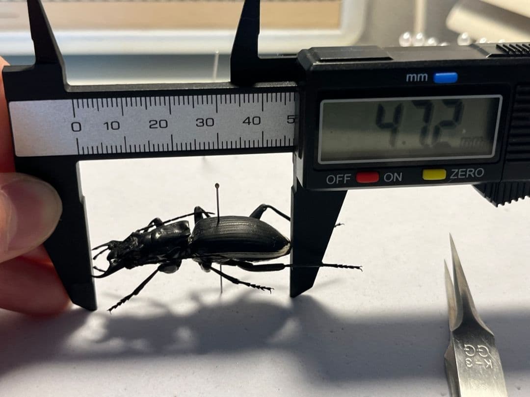 【47mm♂】サウスアフリカンプレデタービートル 標本レッドローチデュビアイエコ