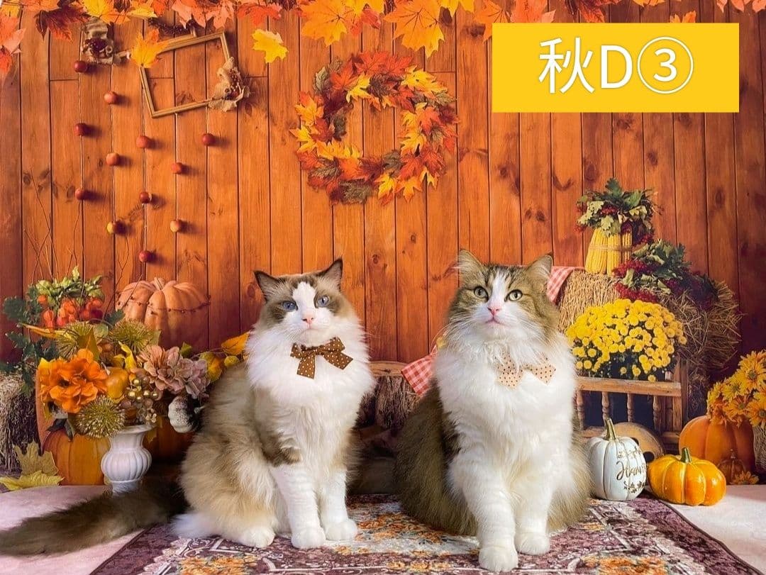 背景布ハロウィンK②　ペット、パーティー撮影用フェルトトリミングチョーカー販売中