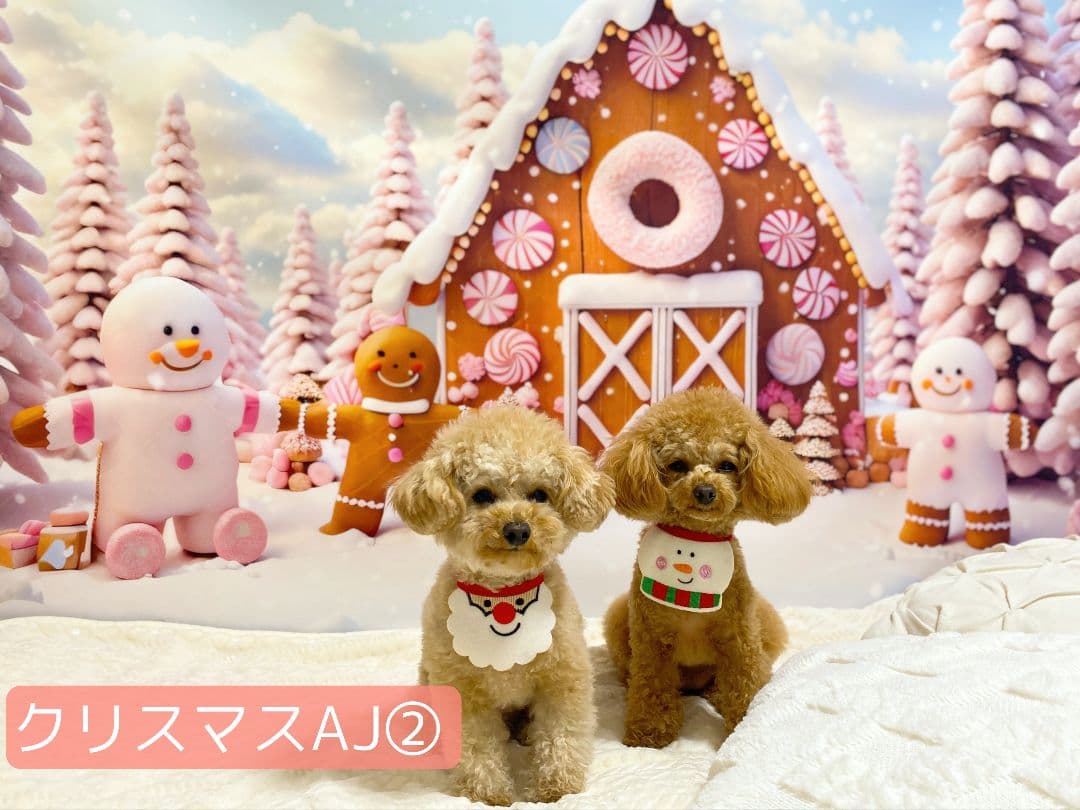 背景布ハロウィンK②　ペット、パーティー撮影用フェルトトリミングチョーカー販売中