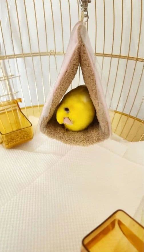 鳥かご スタンド ケージ インコ フラワースタンド ハンガースタンド