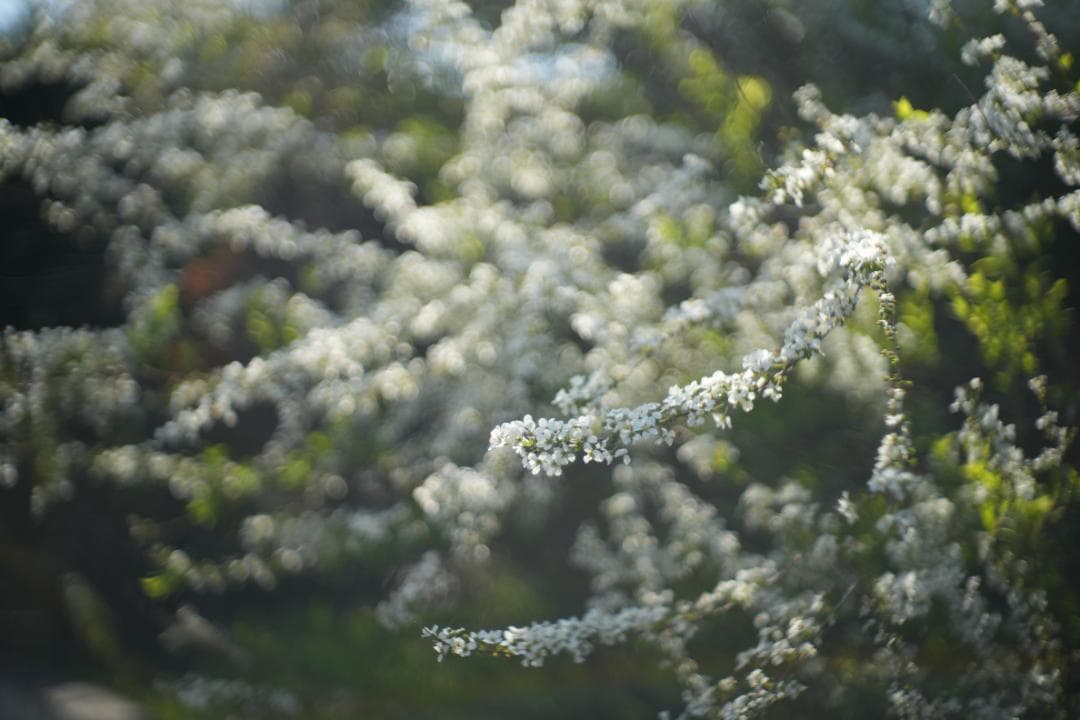 希少 NIKKOR-S・Ｃ 5cm F1.5 (S)