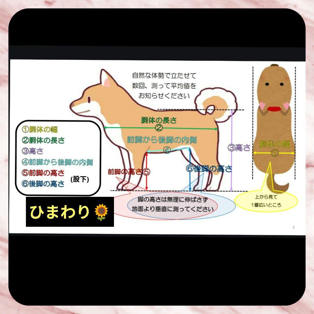 ポンポントイプードル4輪　リハビリ　食事補助　犬用車椅子　介護　犬の歩行器