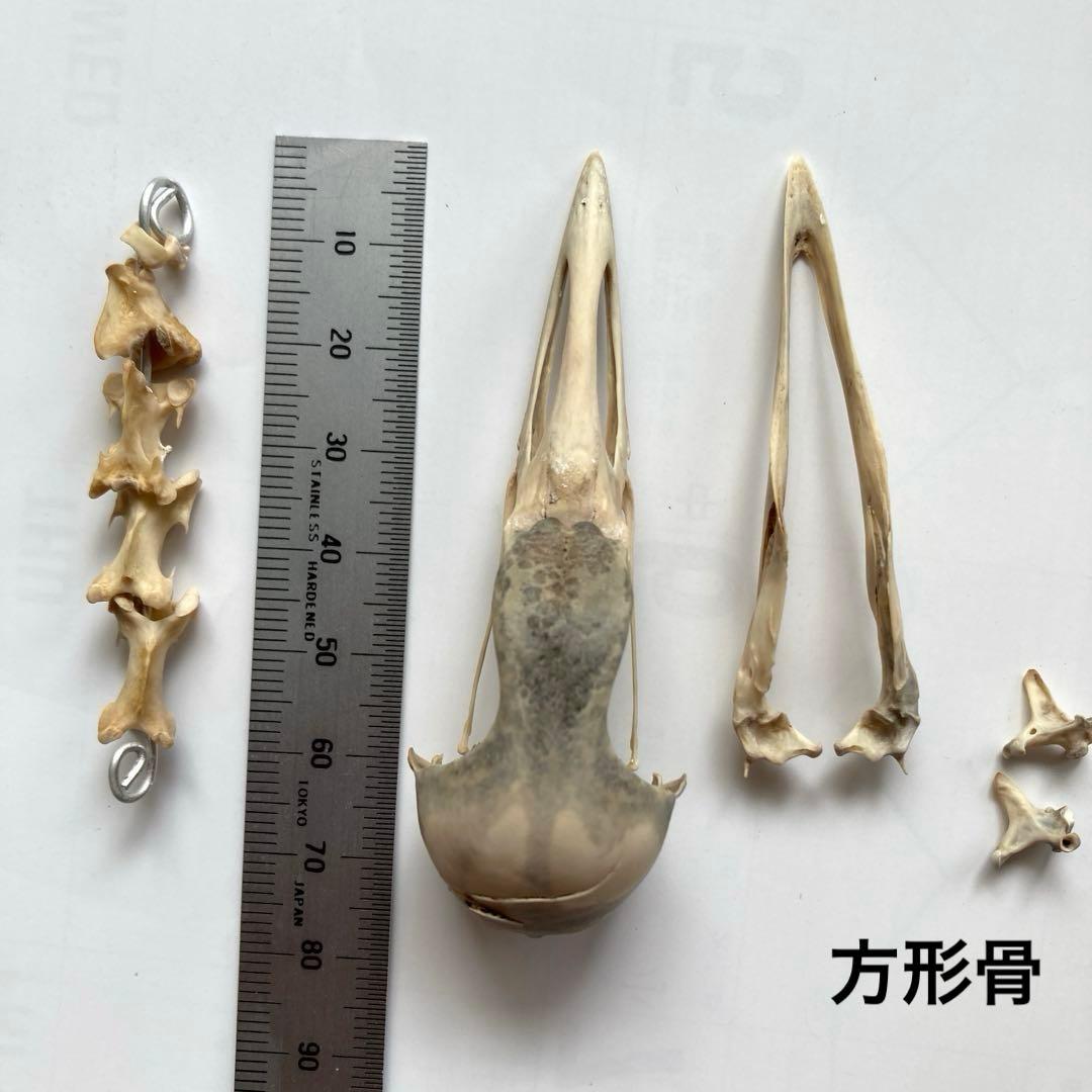 鳥の羽根 オオバン翼標本•頭骨•足標本