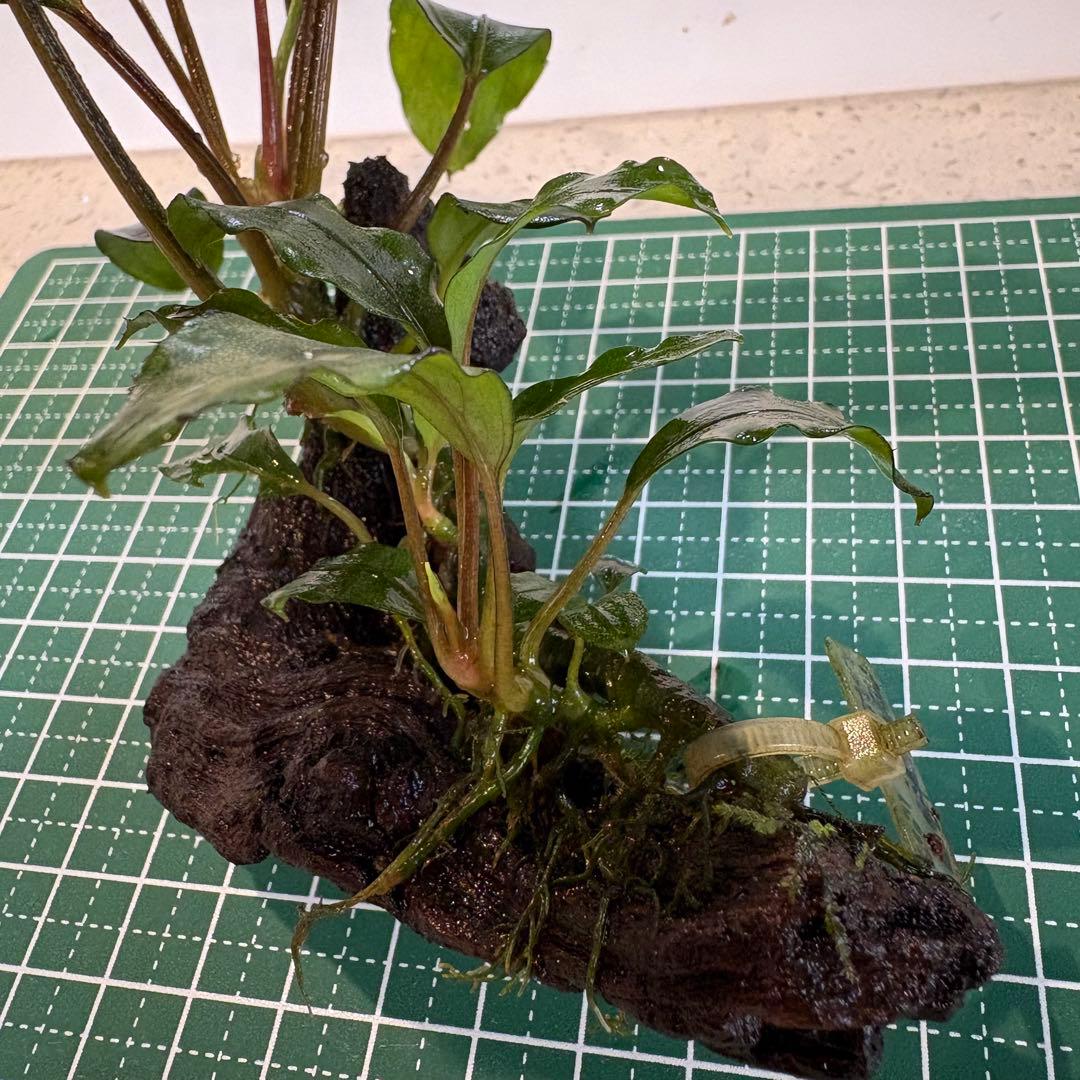 【3連休限定割引】Bucephalandra Motleyana Padawan