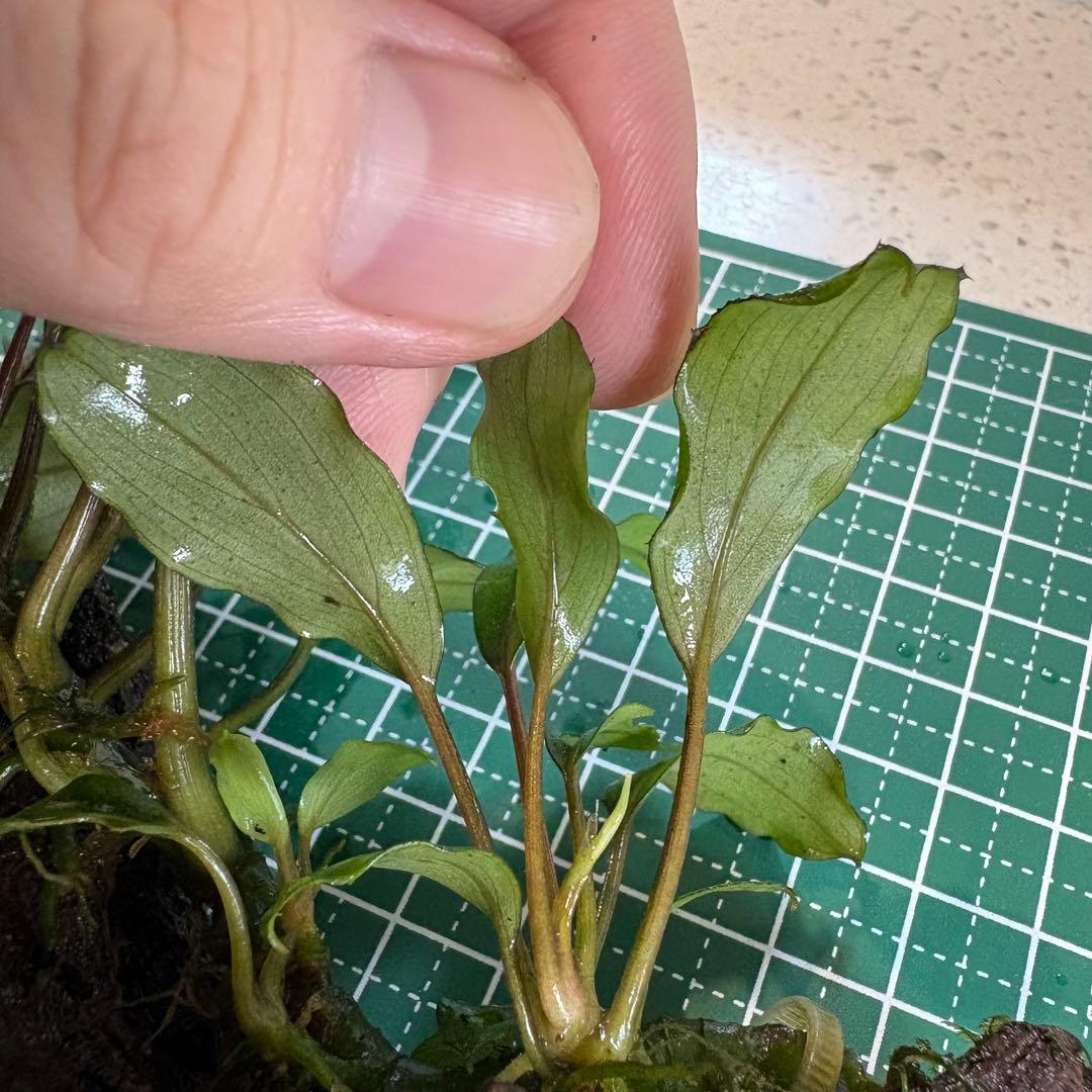 【3連休限定割引】Bucephalandra Motleyana Padawan
