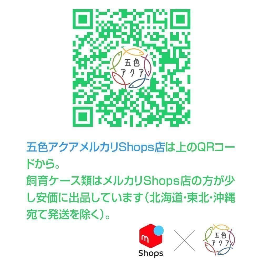 【4月値上予定】メダカ飼育ケース 60㍑x2個 トロ舟 オーバーフロー 金魚飼育
