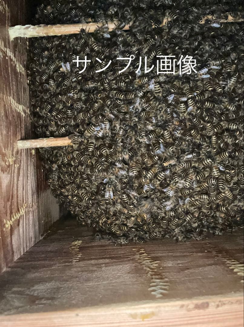 日本蜜蜂重箱式巣箱の継箱三箱！超訳あり特価！ニセット！送料無料！
