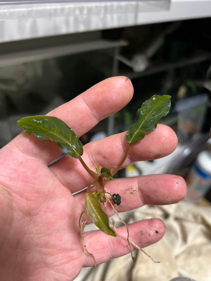 水草 Ao