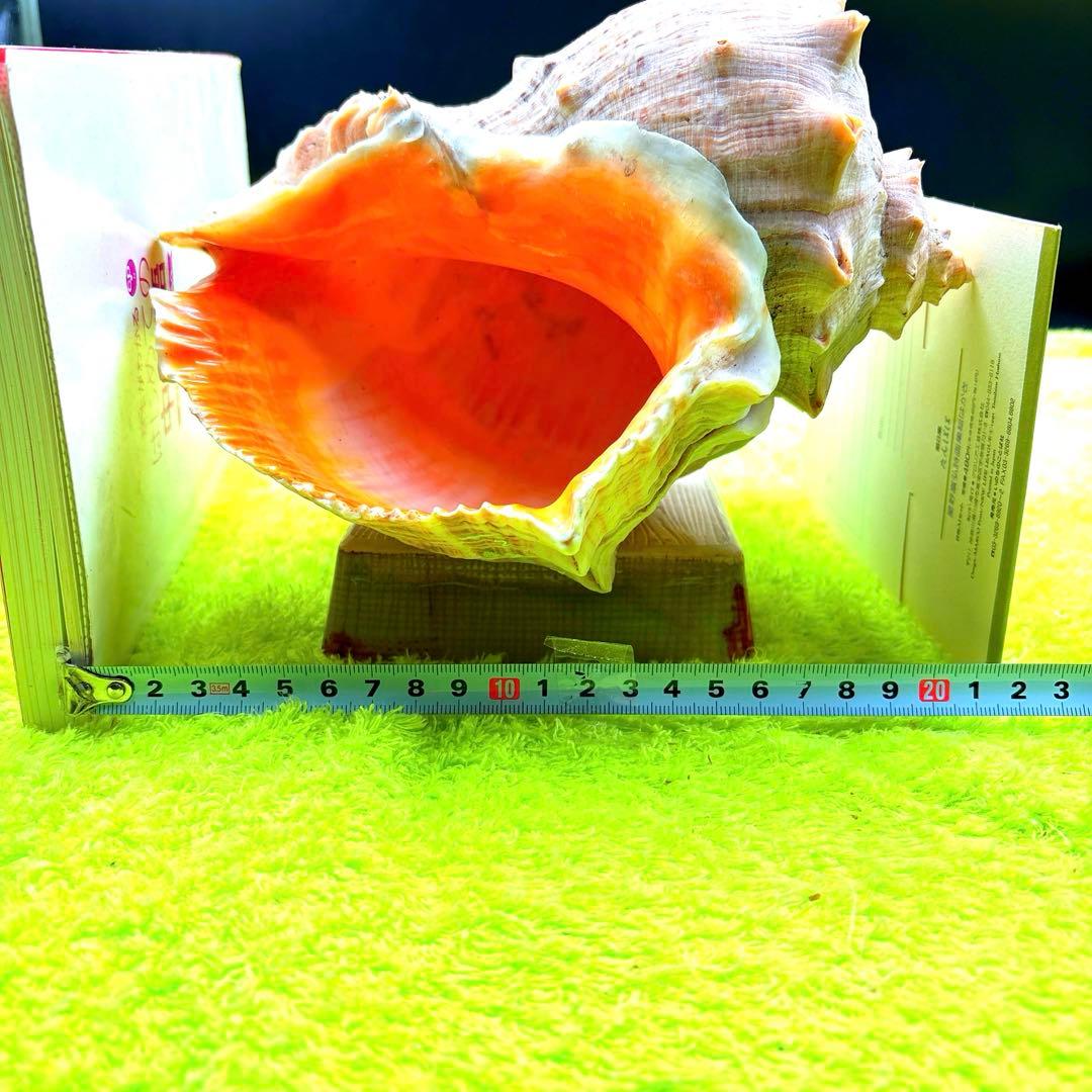 大きな螺旋状の美しいオレンジ色の貝殻長さ約20cm