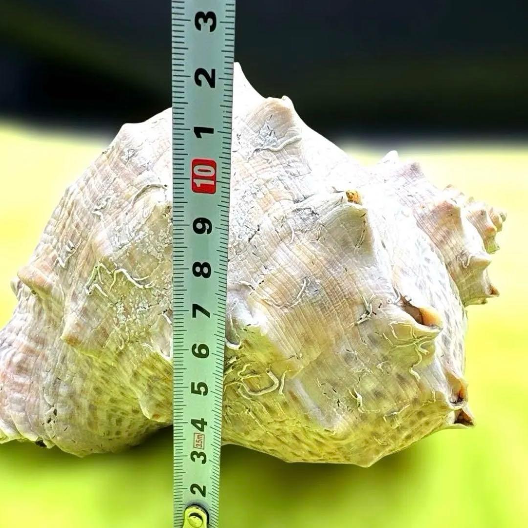 大きな螺旋状の美しいオレンジ色の貝殻長さ約20cm