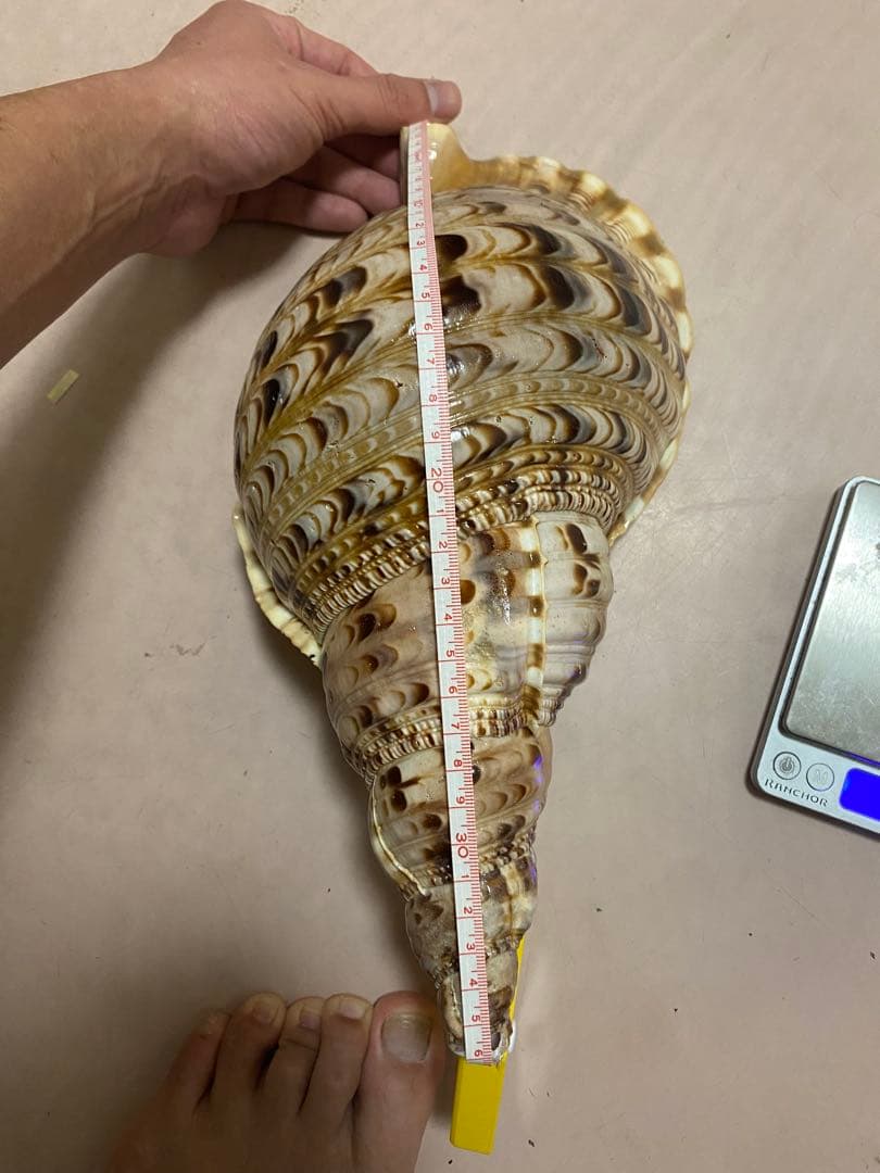 法螺貝　ホラ貝　36cm 650g RRR